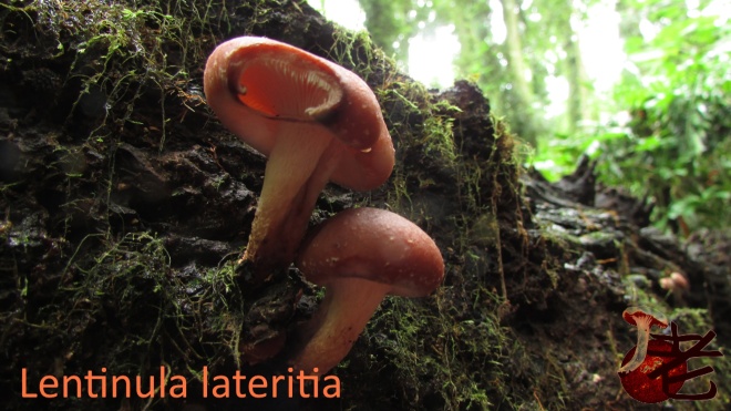 Lentinula lateritia1