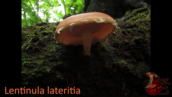 Lentinula lateritia2