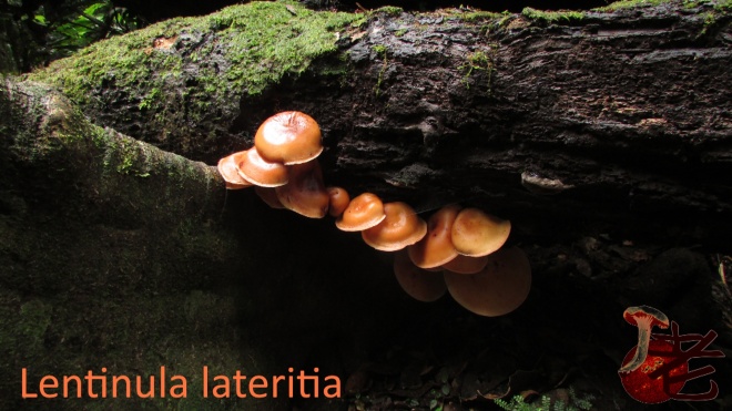 Lentinula lateritia3