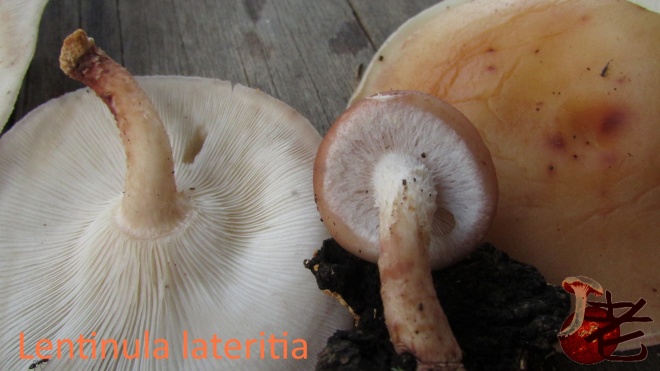 Lentinula lateritia4