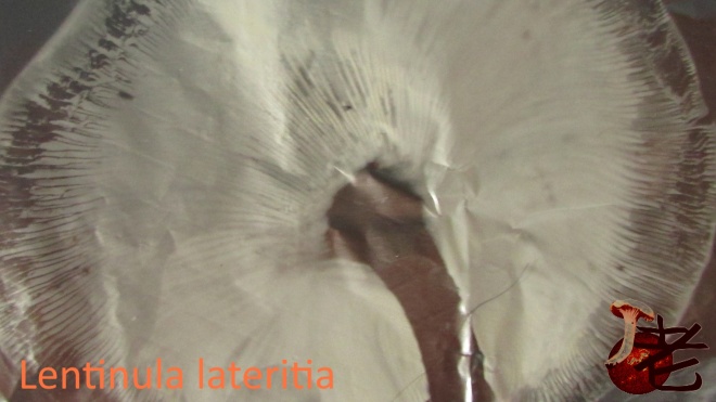 Lentinula lateritia