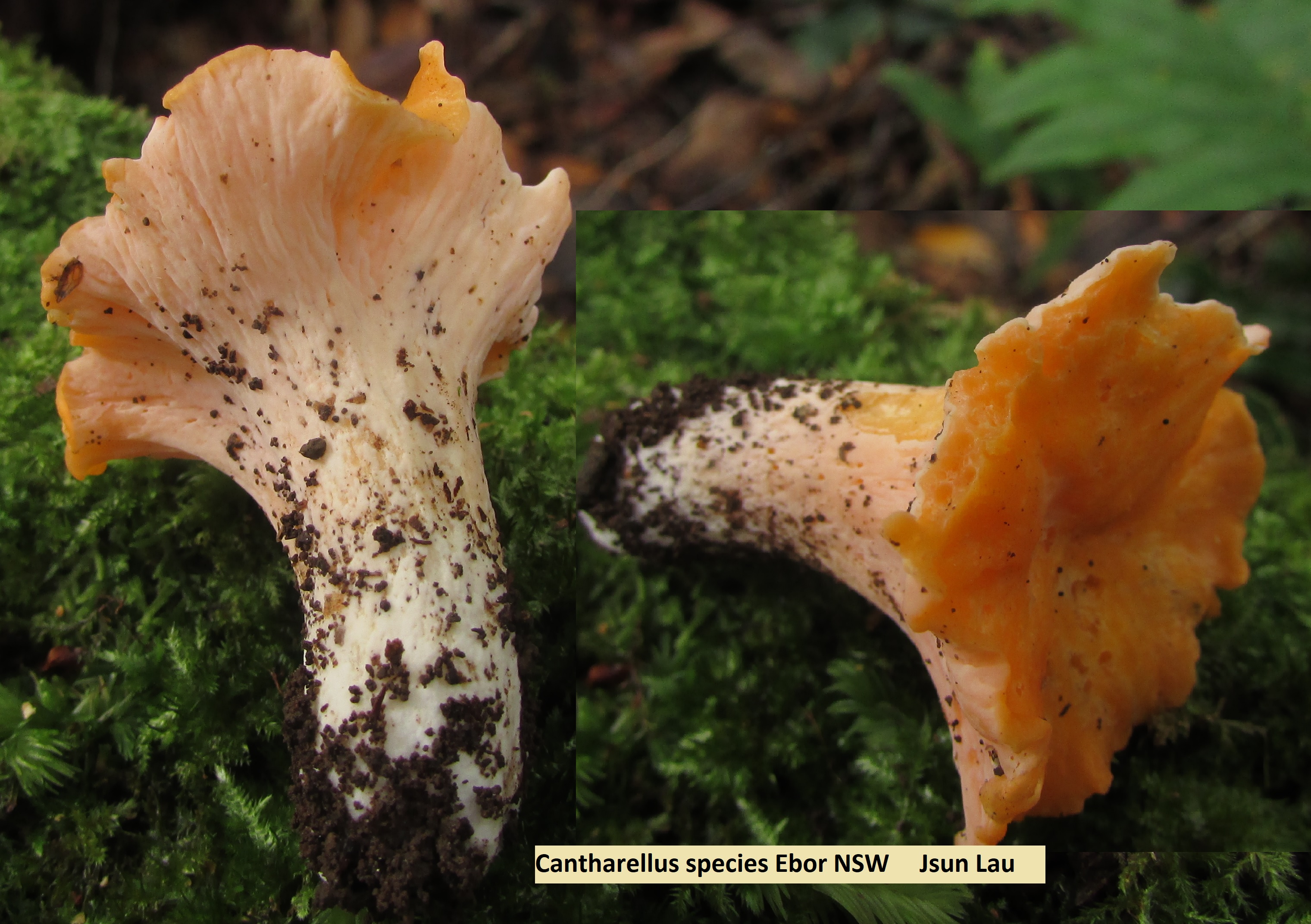 cantharellus sp.